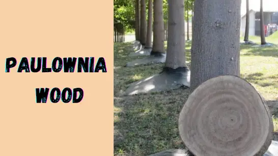 Paulownia-Wood-