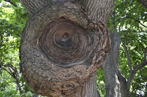 The Beauty of Burl Wood: Nature’s Unique Masterpiece