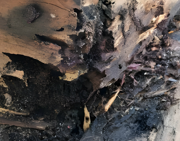 wood decay