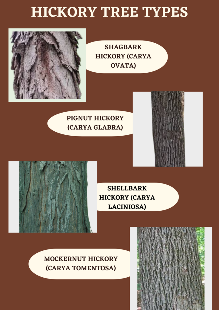 Types of Hickory Trees