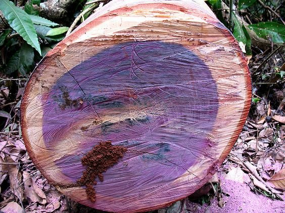 Identify Authentic Purple Heart Wood 