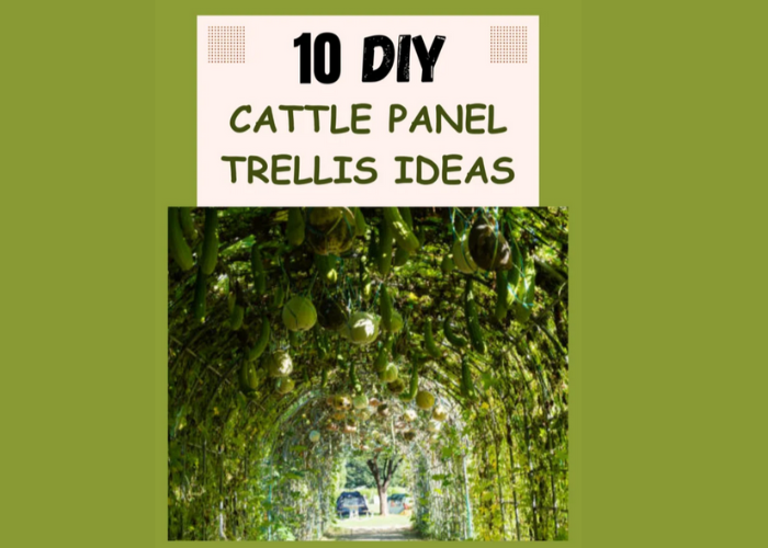 10 DIY Cattle Panel Trellis Ideas You Need to Try