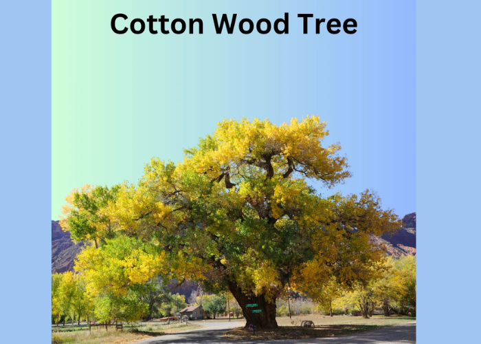 Why Cotton wood Trees Are So Special ?