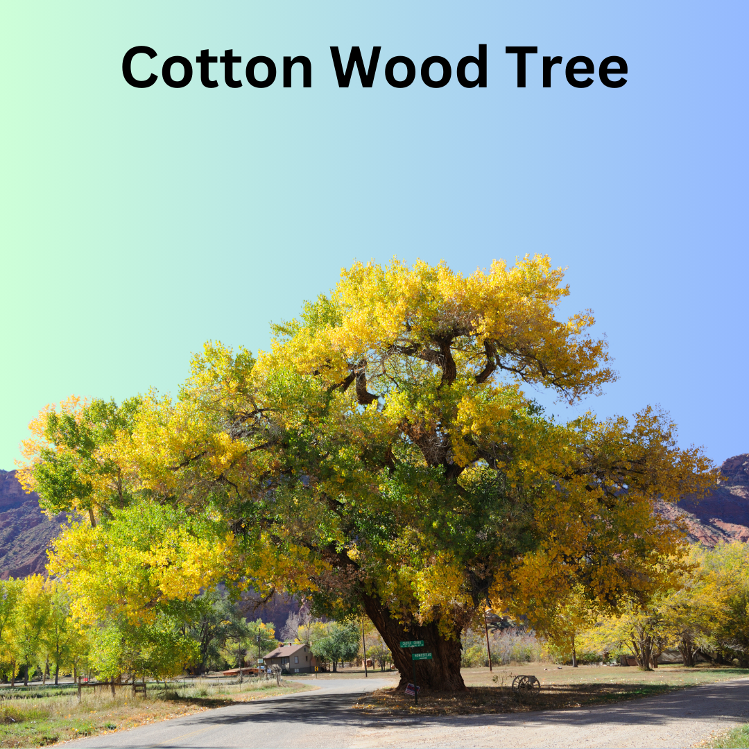 Cotton wood Trees