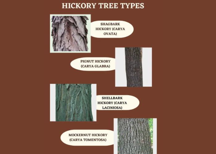 Types of Hickory Trees