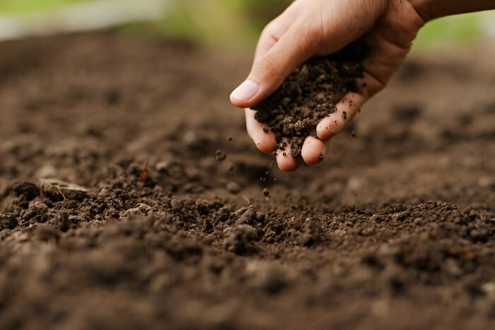 Test and Prepare the Soil of your Garden