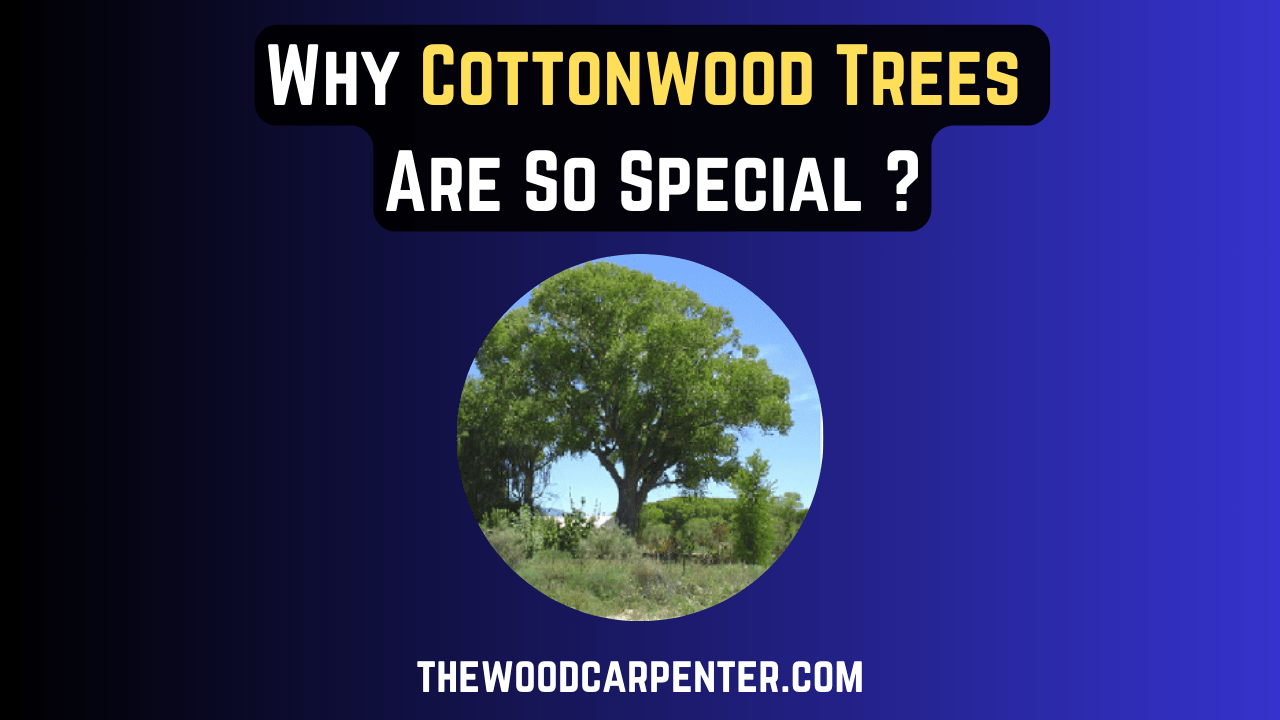 Why Cottonwood Trees Are So Special ? 2 Cottonwood
