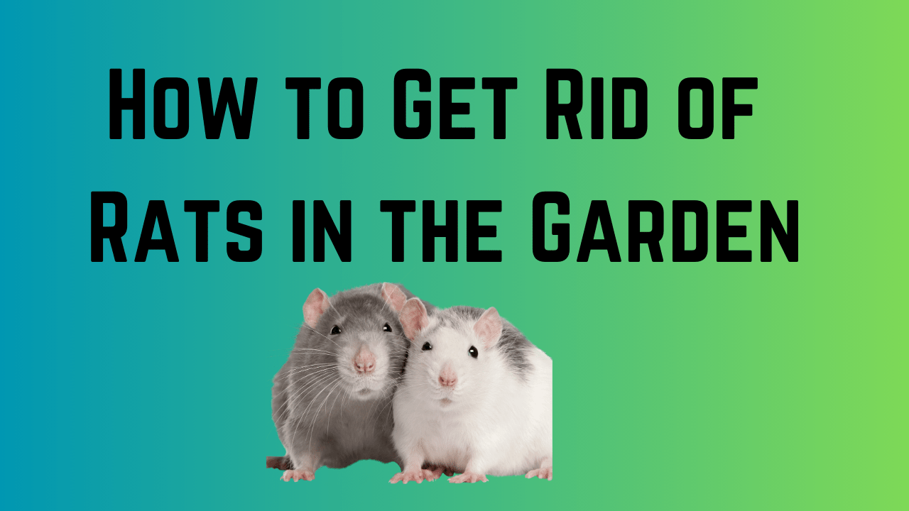 How to Get Rid of Rats in the Garden 5 Rats in the Garden