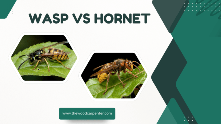 Wasp vs Hornet: Which Is More Dangerous? The Answer Will Surprise You! 1 wasp and hornet