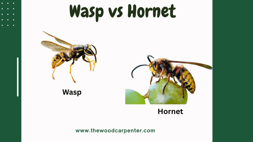 Wasp vs Hornet: Which Is More Dangerous? The Answer Will Surprise You! 2 wasp vs hornet