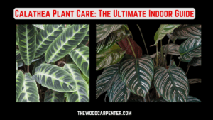 Calathea Plant Care: The Ultimate Indoor Guide