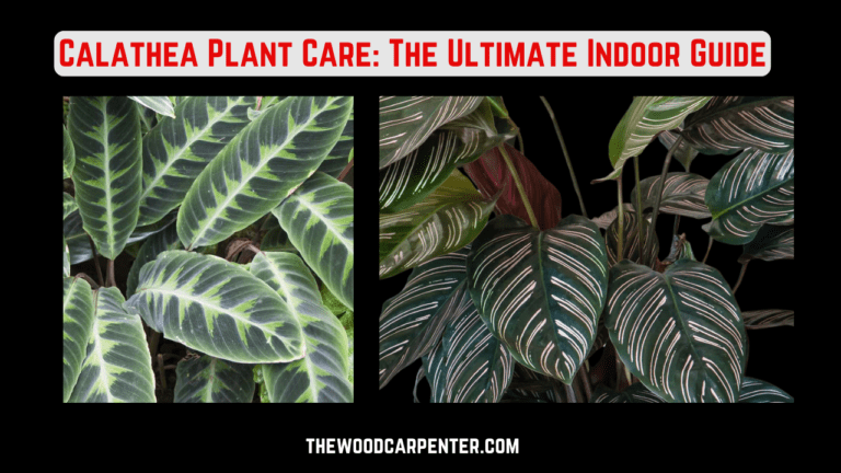 Calathea Plant Care: The Ultimate Indoor Guide 1 Calathea Plant Care: The Ultimate Indoor Guide