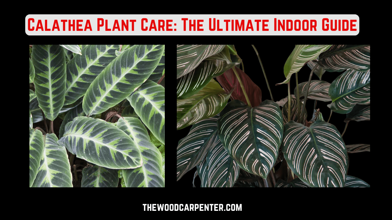 Calathea Plant Care: The Ultimate Indoor Guide 1 Calathea Plant Care: The Ultimate Indoor Guide