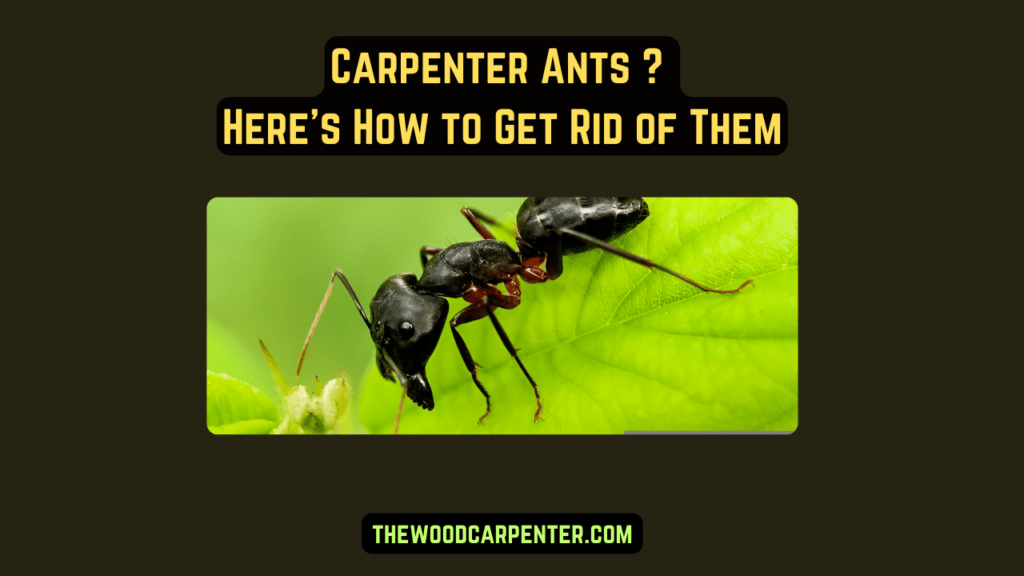 Carpenter Ants ? Here’s How to Get Rid of Them 1 Carpenter Ants Heres How to Get Rid of Them 1