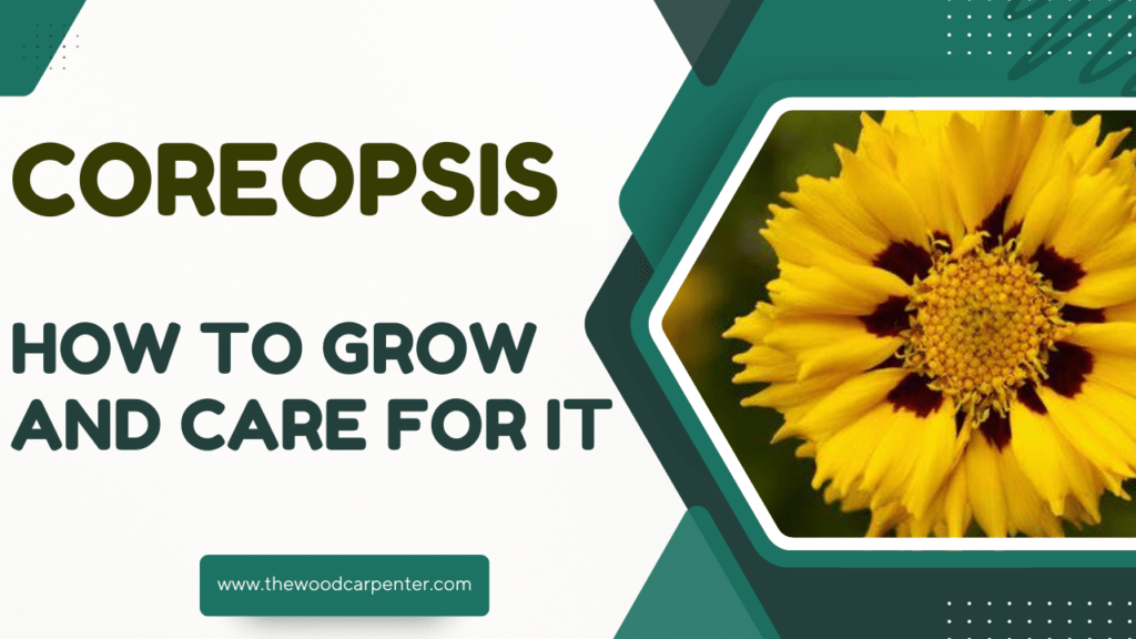 Coreopsis: How to Grow and Care for It