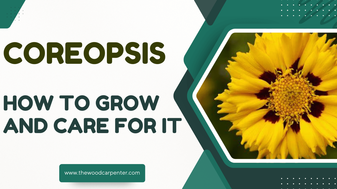 Coreopsis: How to Grow and Care for It 6 Coreopsis How to Grow and Care for It