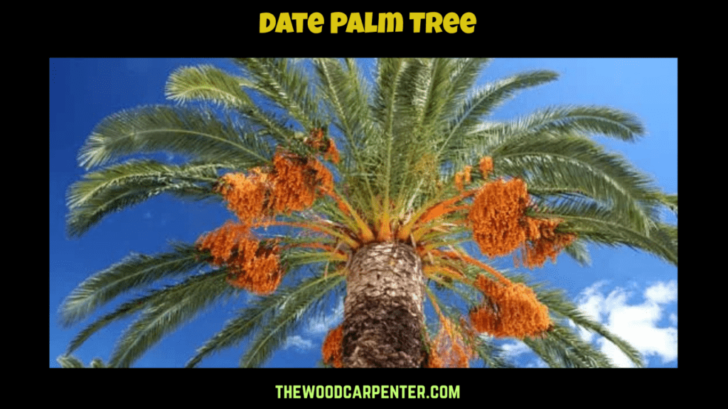 Types of Palm Trees in Florida 2 Date Palm Tree