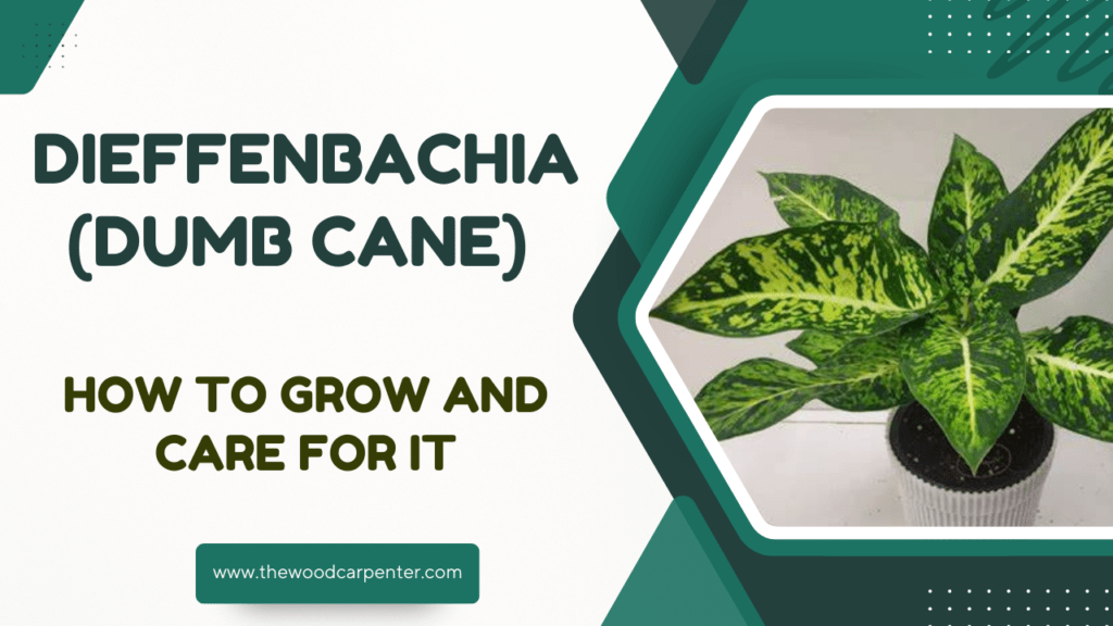 Dieffenbachia (Dumb Cane)