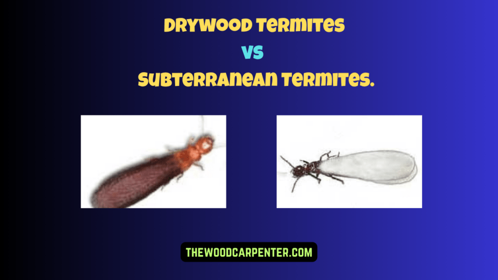 Drywood Termites: How to Spot, Treat, and Prevent Them! 2 Drywood vs. Subterranean Termites.
