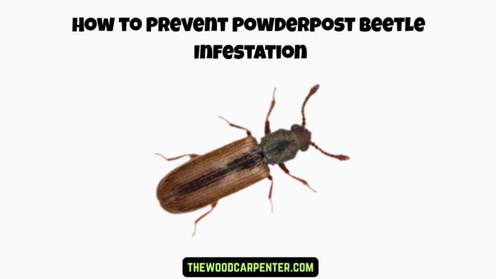Powderpost Beetles: How to Spot the Damage Early! 2 How to Prevent Powderpost Beetle Infestation