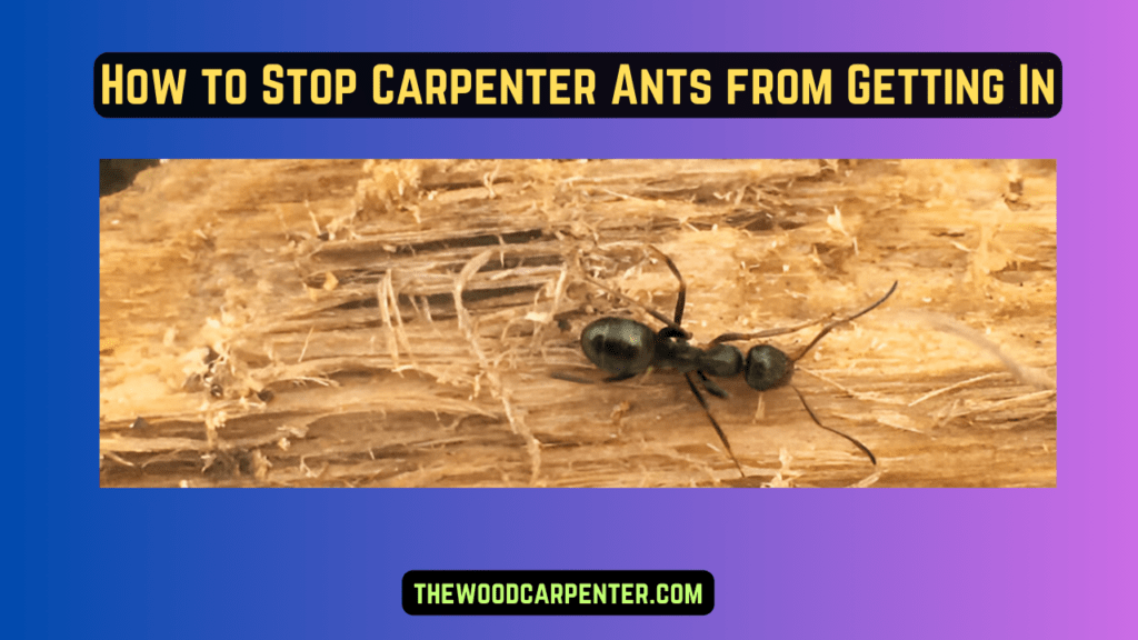 Carpenter Ants ? Here’s How to Get Rid of Them 3 How to Stop Carpenter Ants from Getting In