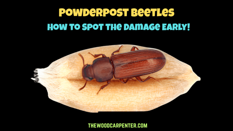 Powderpost Beetles: How to Spot the Damage Early! 5 Powderpost Beetles