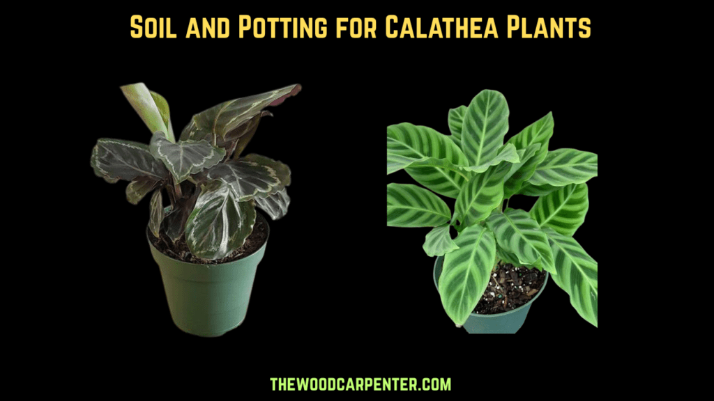 Calathea Plant Care: The Ultimate Indoor Guide 2 Soil and Potting for Calathea Plants