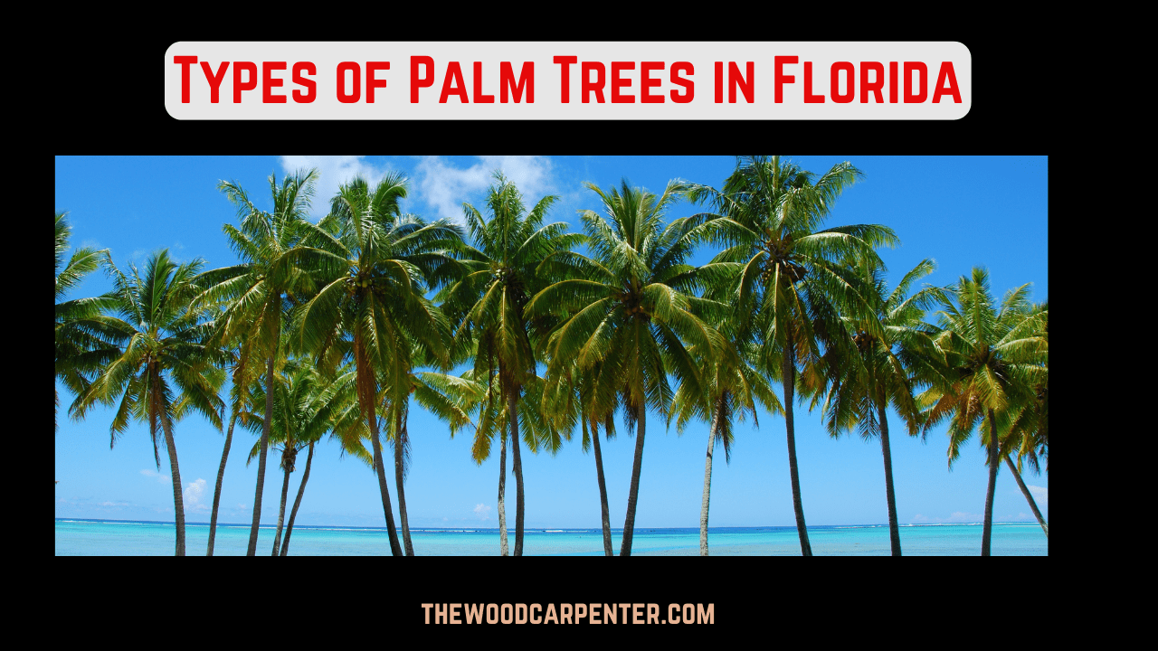 Types of Palm Trees in Florida 4 Types of Palm Trees in Florida