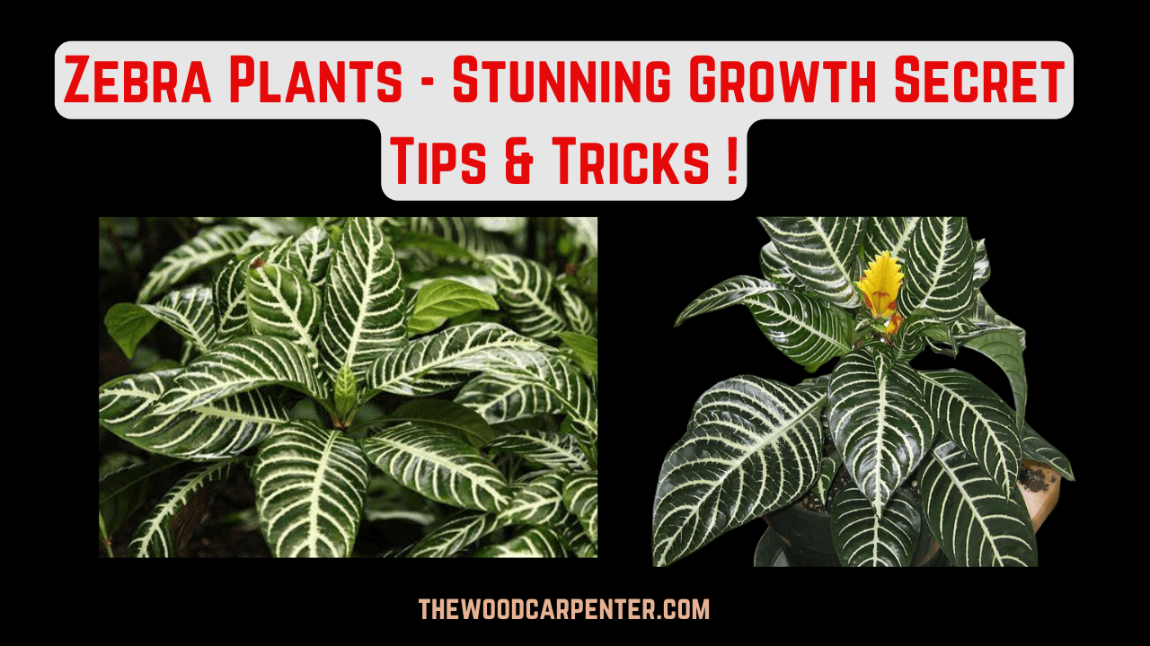 Zebra Plants - Stunning Growth Secret Tips & Tricks ! 3 Zebra Plants