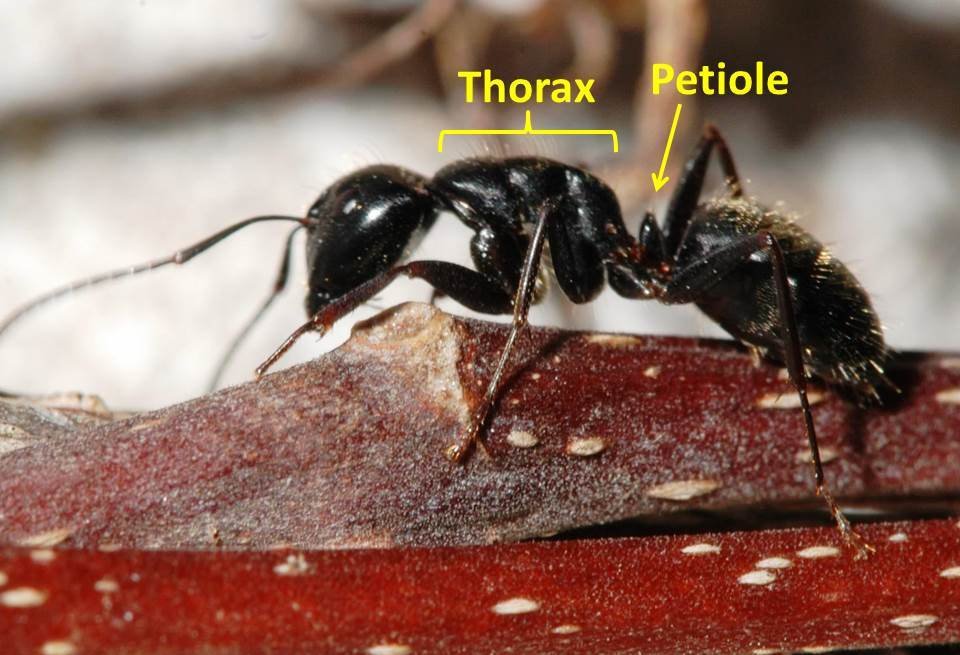 Carpenter Ants ? Here’s How to Get Rid of Them 2 carpenter ant worker JHahn