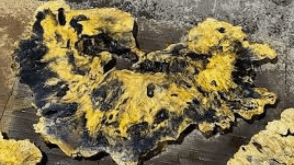 live edge buckeye burl wood