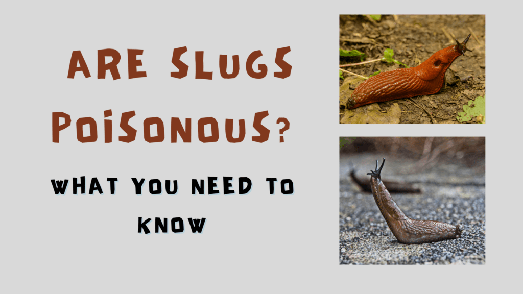 Are Slugs Poisonous? What You Need to Know 1 Are Slugs Poisonous? What You Need to Know