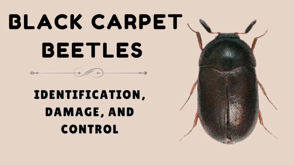 What to Know About Black Carpet Beetles: Identification, Damage, and Control