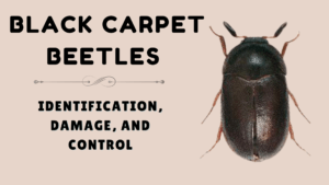 What to Know About Black Carpet Beetles: Identification, Damage, and Control