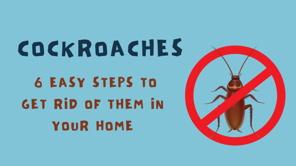 Cockroaches: 6 Easy Steps to Get Rid of Them in Your Home 1 Cockroaches 6 Easy Steps to Get Rid of Them in Your Home