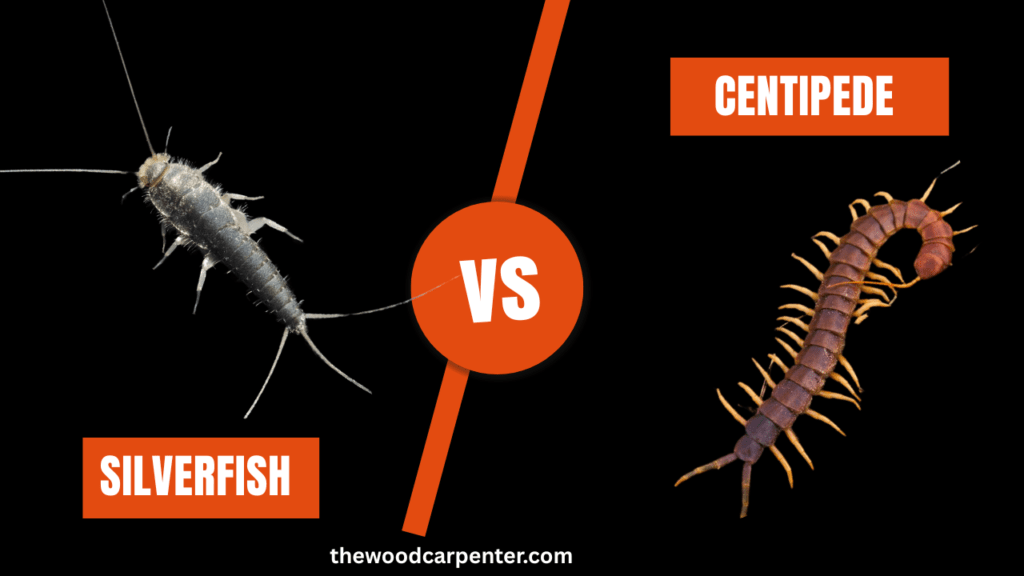 Silverfish vs Centipede – Who’s the Real Nightmare? 1 Silverfish vs Centipede – Whos the Real Nightmare
