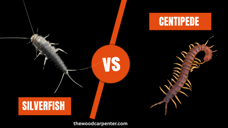 Silverfish vs Centipede – Who’s the Real Nightmare?