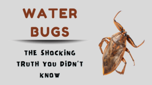 Water Bugs: The Shocking Truth You Didn’t Know !