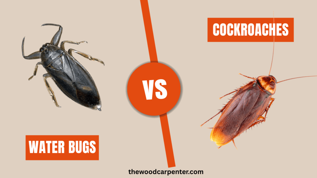 Water Bugs vs. Cockroaches: What’s Hiding in Your Home? 1 Water Bugs vs. Cockroaches