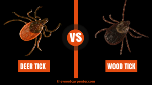 Deer or Wood Tick: Which Is Worse?