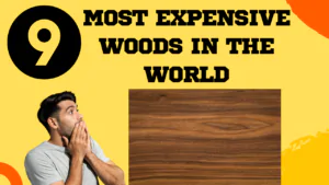 Most Expensive Woods in the World