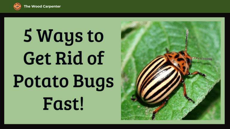 5 Ways to Get Rid of Potato Bugs Fast!