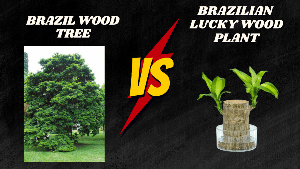 Brazilwood Tree vs Brazilian Lucky Wood Plant