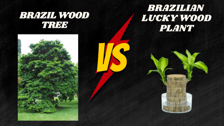 Brazilwood Tree vs Brazilian Lucky Wood Plant