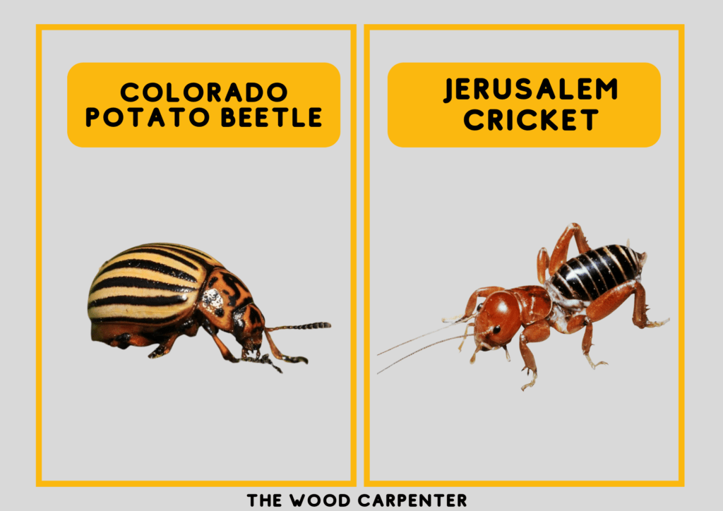 Colorado potato beetle vs Jerusalem Cricket