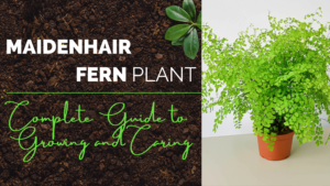 Maidenhair Fern Plant - Complete Guide to Growing and Caring