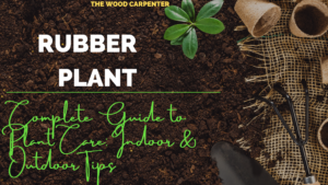 Ultimate Guide to Rubber Plant Care: Indoor & Outdoor Tips