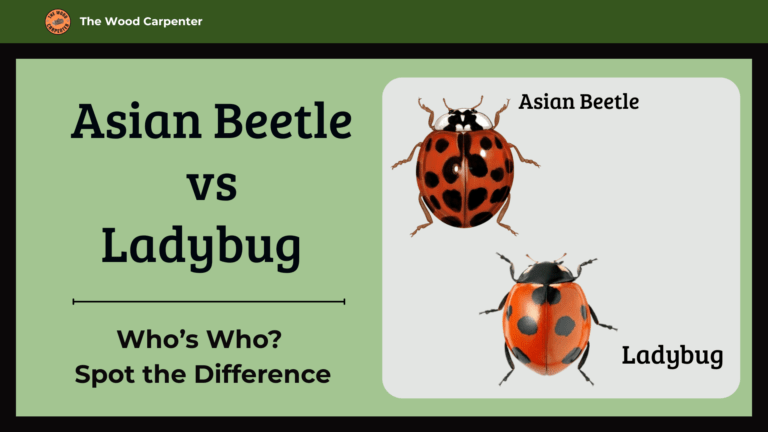 Asian Beetle vs Ladybug