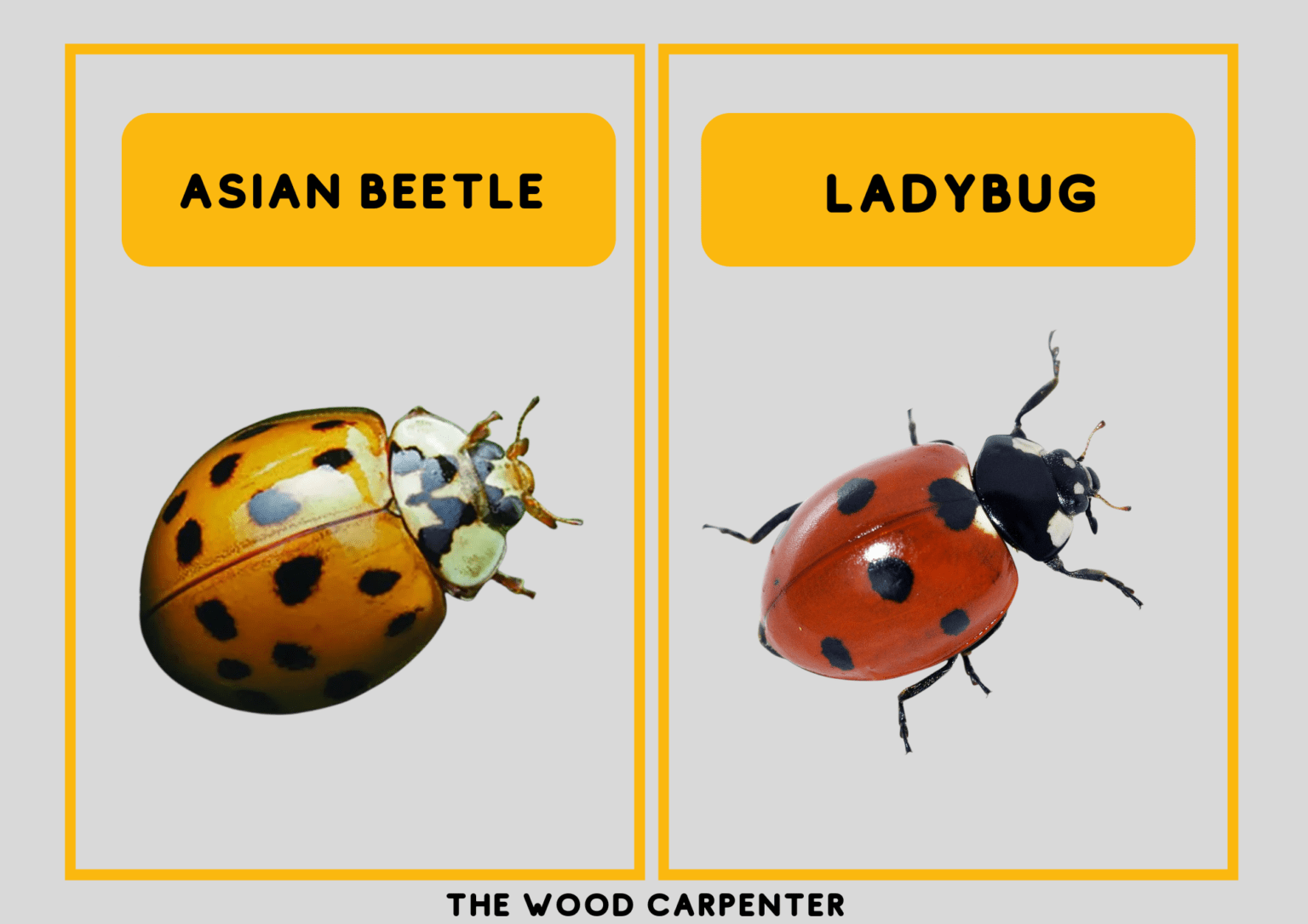 Asian Beetle Vs Ladybug: Who's Who? Spot The Difference