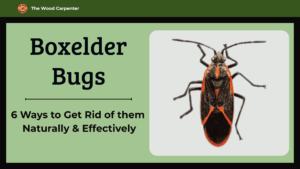 6 Ways to Get Rid of Boxelder Bugs Naturally & Effectively
